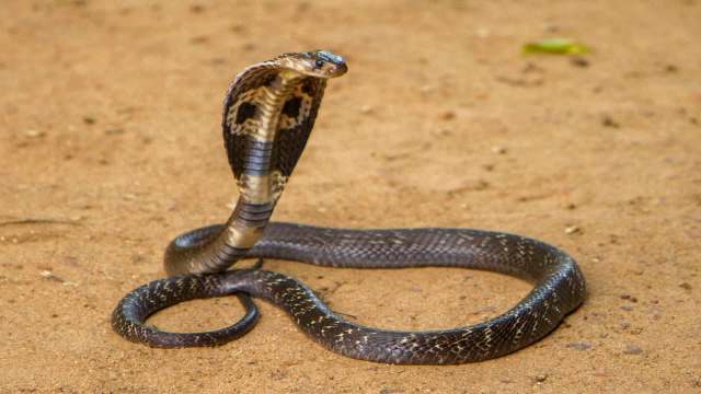 A snake with raised hood positioned on a sandy surface.