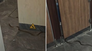 A snake on a restroom floor.