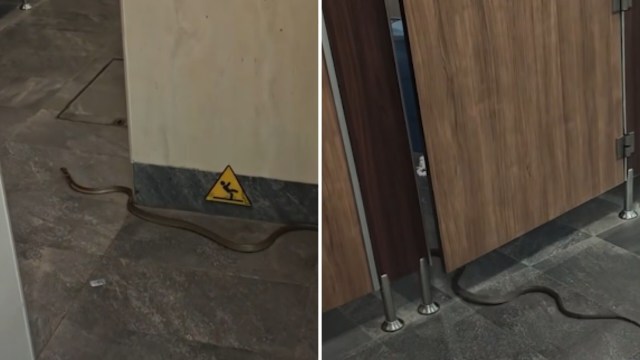 A snake on a restroom floor.