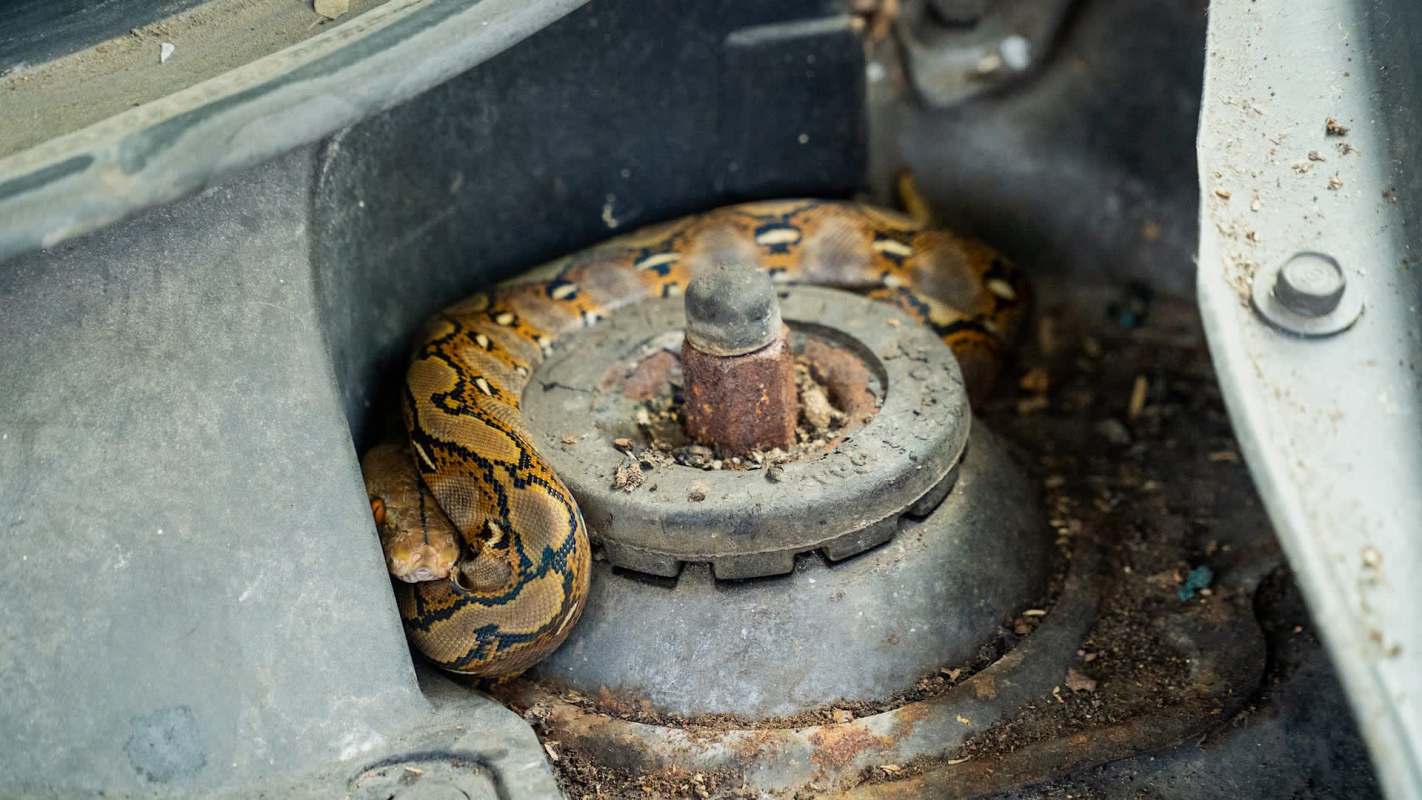 A snake is coiled around a rusty mechanical component inside a vehicle.