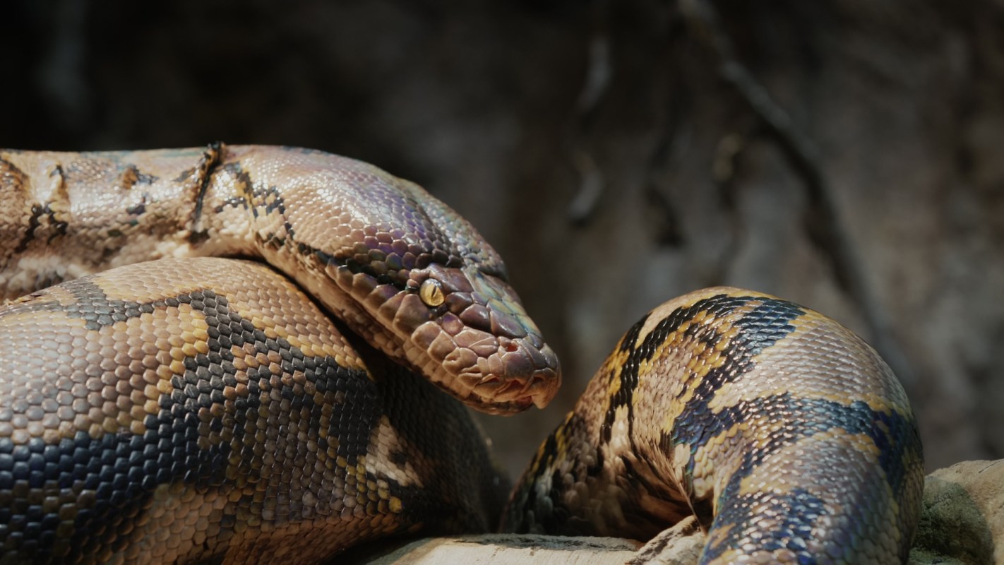 A reticulated python.
