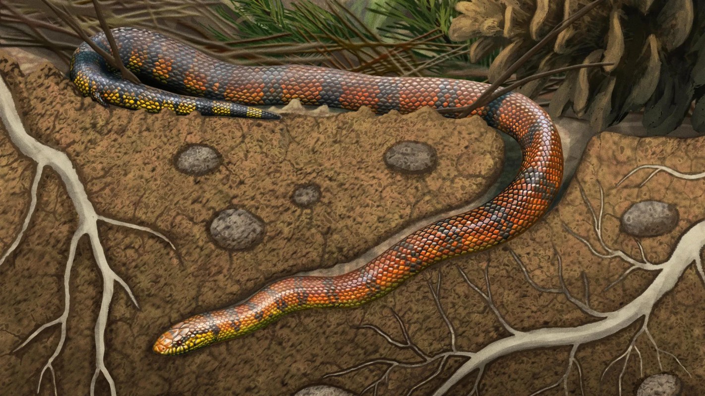 Reconstruction of the Tametara mirim.