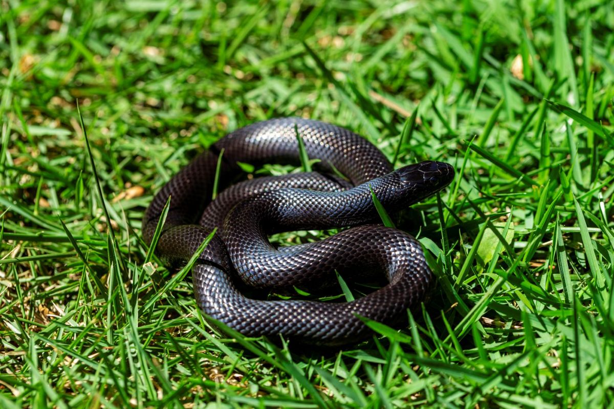 A Mexican black kingsnake,