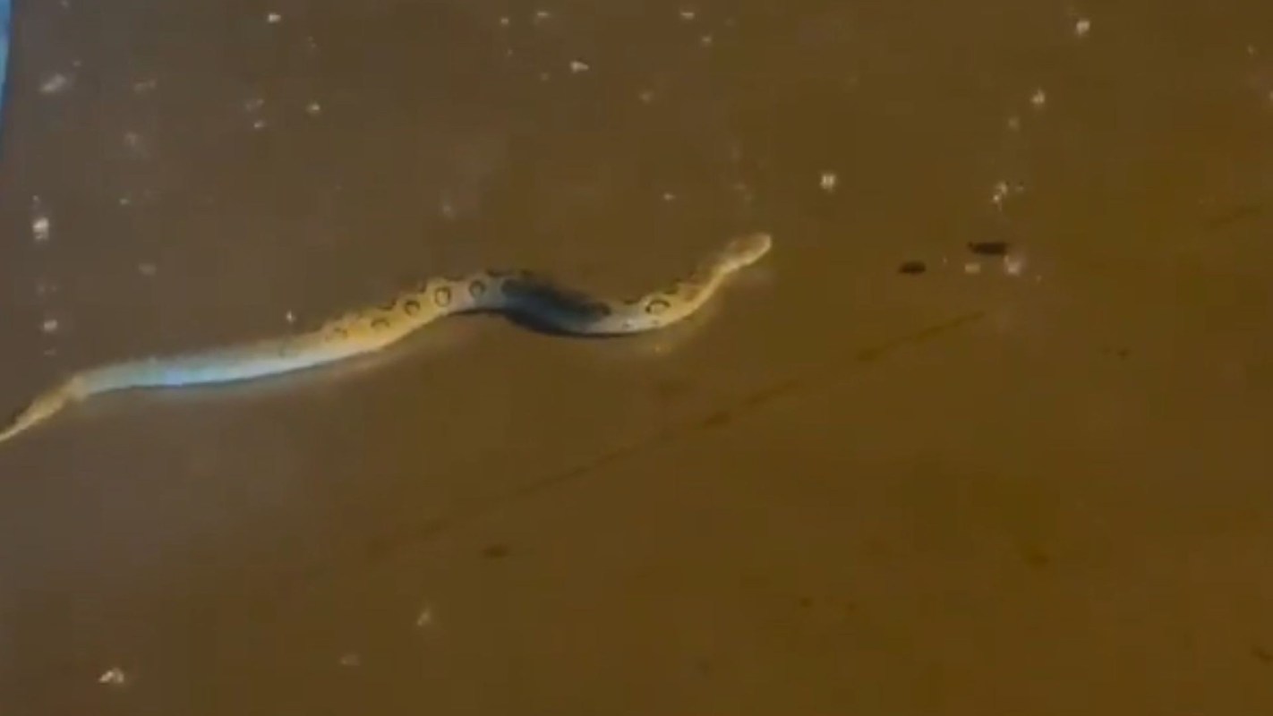 A snake slithering across a road.