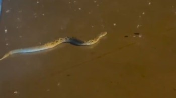 A snake slithering across a road.