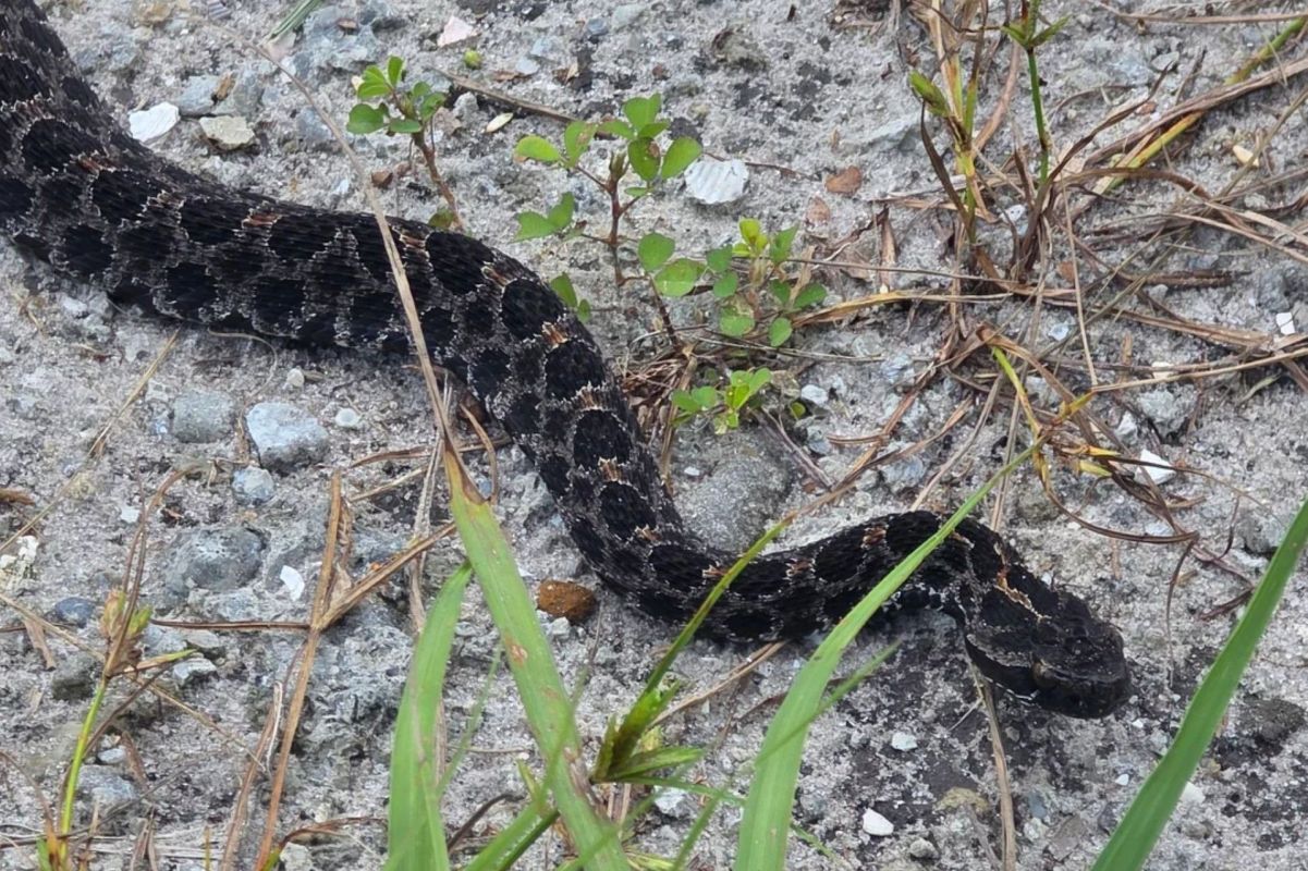 A snake on the ground.