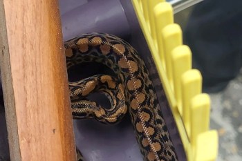 A snake.
