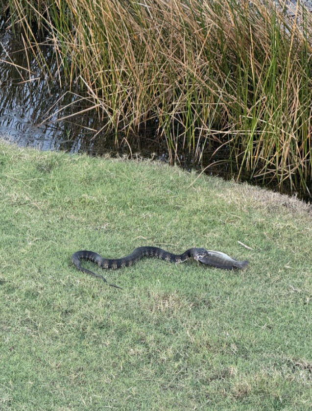 A snake eating a fish.