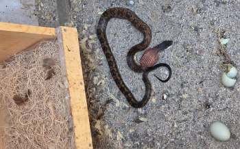 A snake on the ground near a wooden box containing nesting material and broken eggshells.