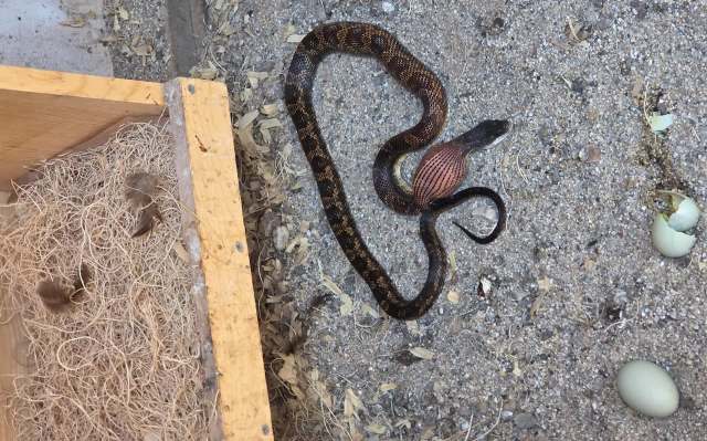 A snake on the ground near a wooden box containing nesting material and broken eggshells.