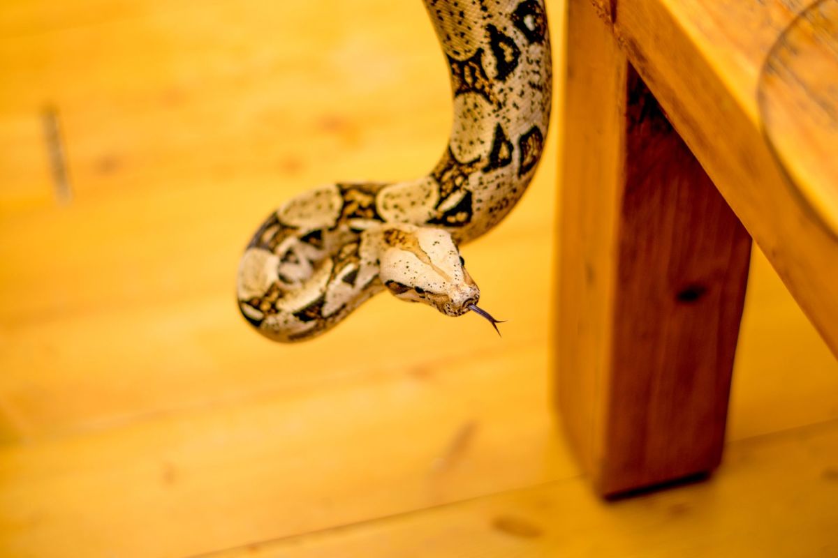 A snake near a table.
