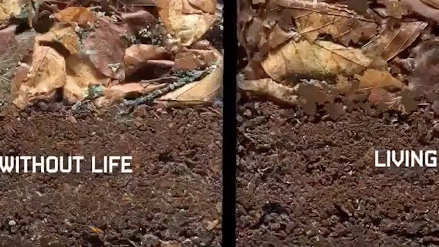 A comparison of soil labeled "WITHOUT LIFE" on the left and "LIVING" on the right, showing organic material and textures.