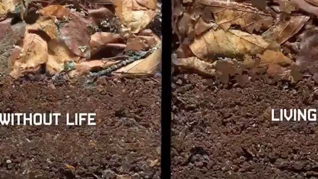 A comparison of soil labeled "WITHOUT LIFE" on the left and "LIVING" on the right, showing organic material and textures.