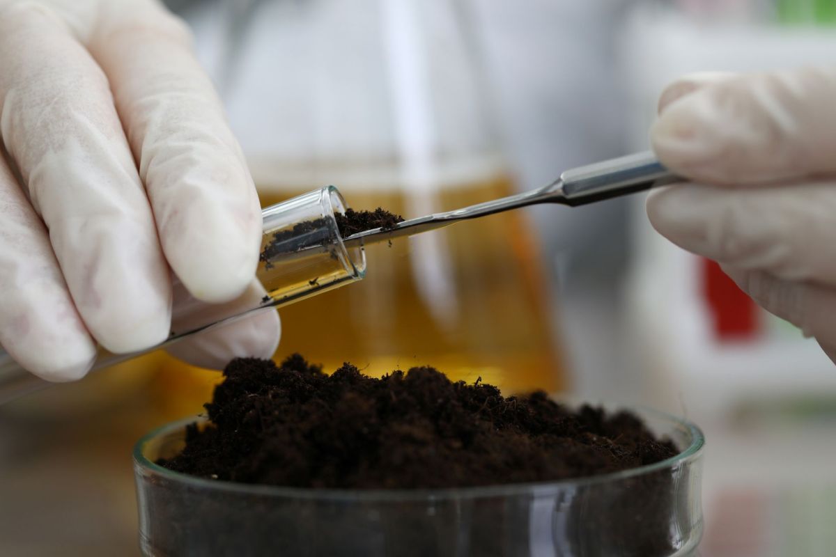a scientist tests a soil sample