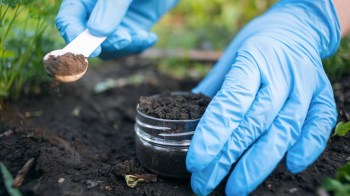 A person wearing blue gloves adds soil to a small container while working in a garden.