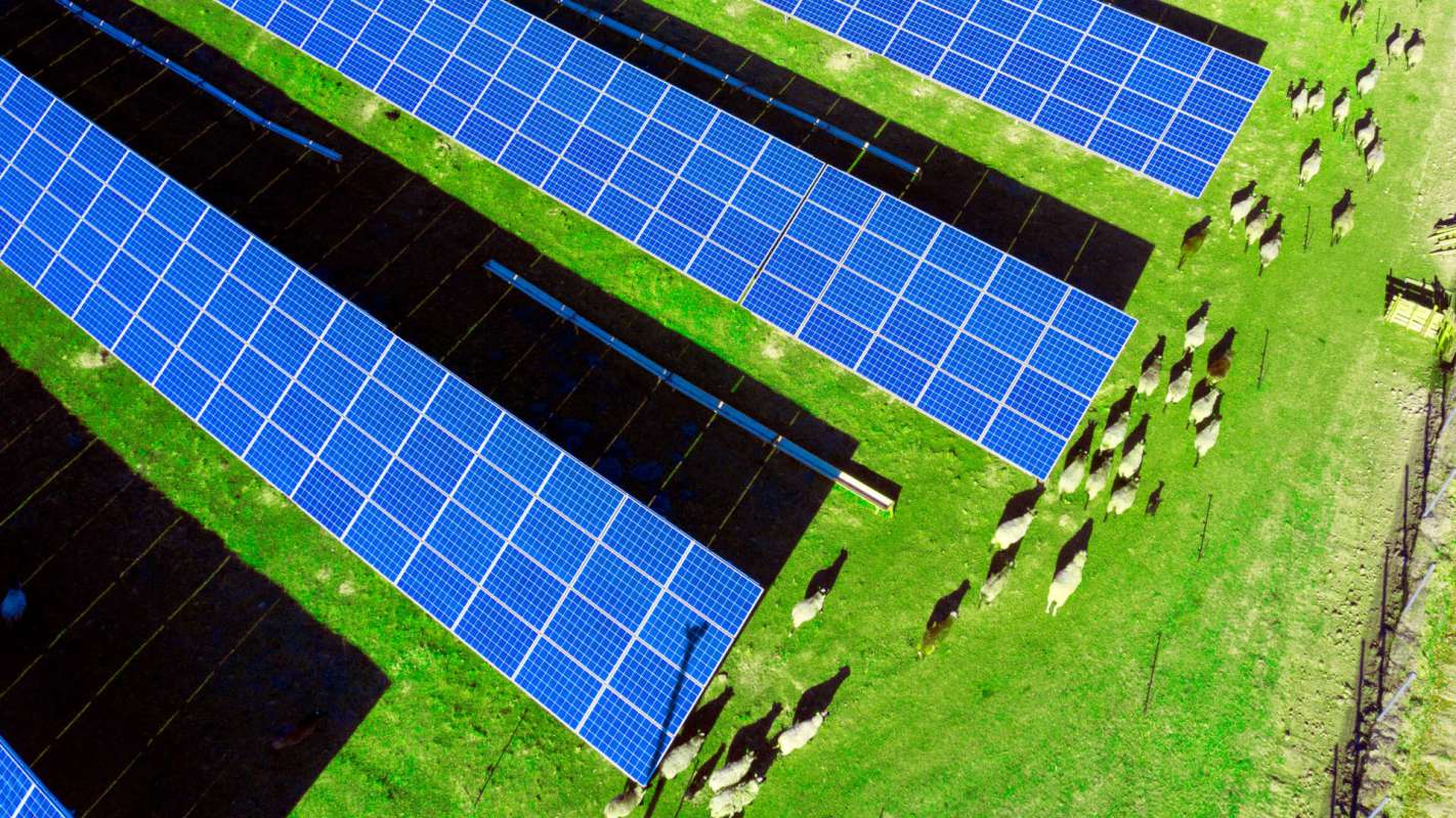 A solar panel field with sheep grazing on the green grass nearby.