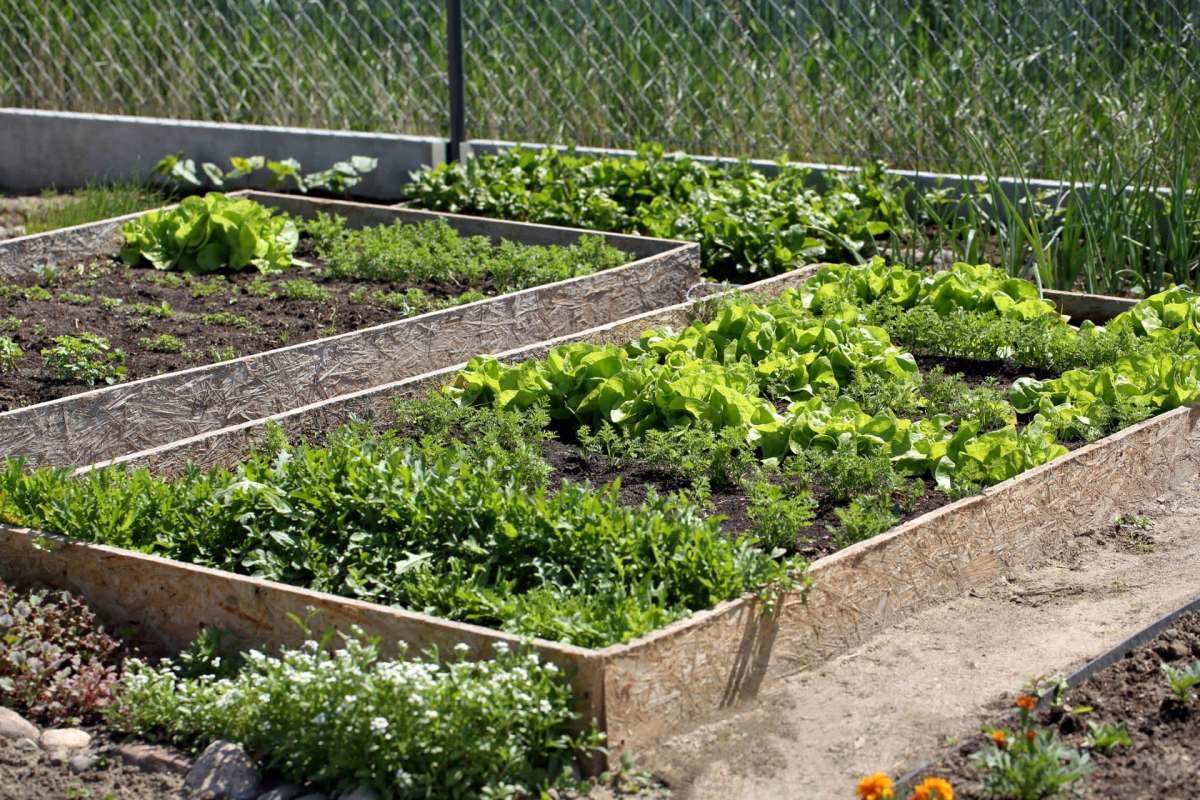 A community garden.
