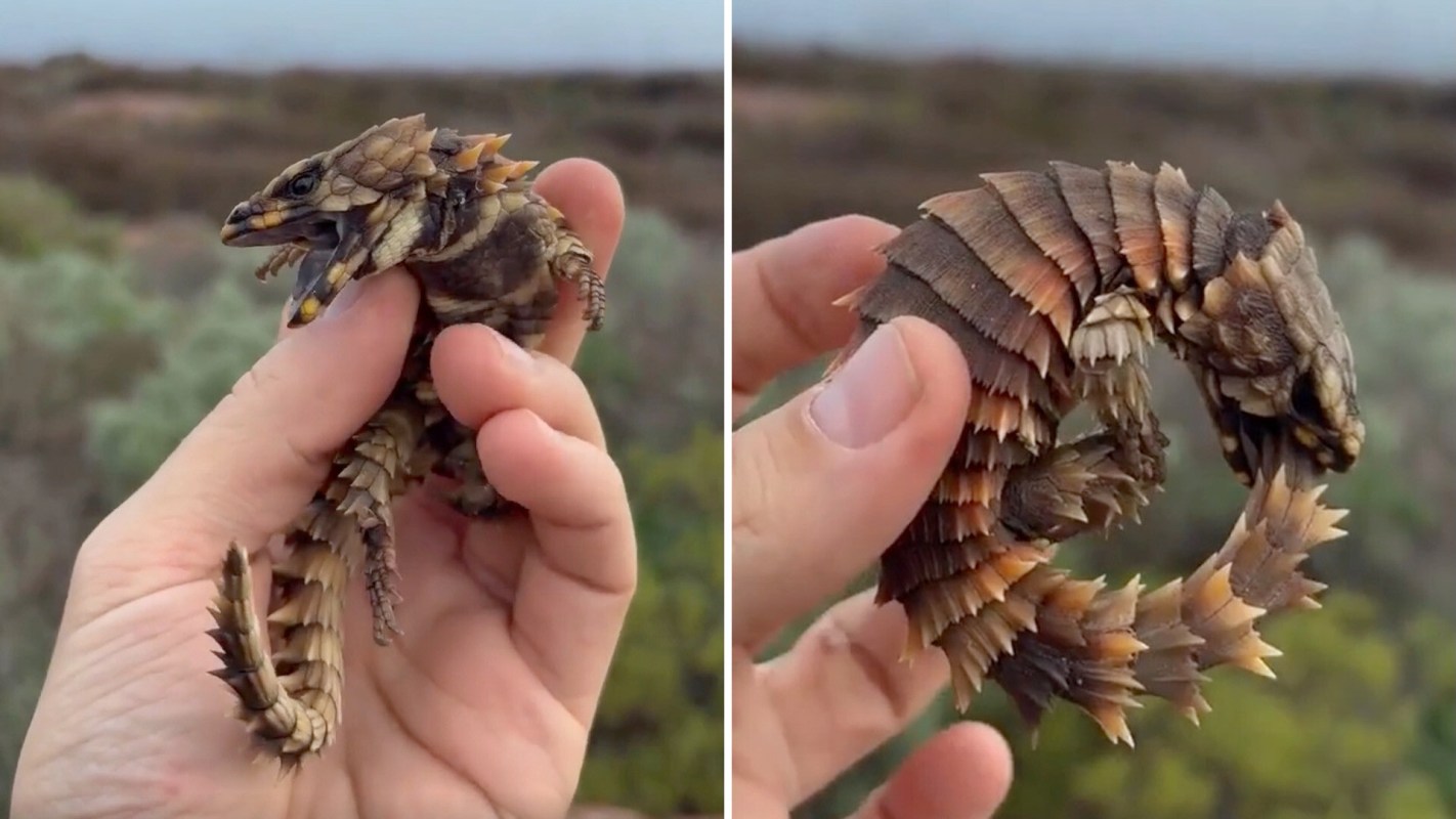 A person holds a small, spiky lizard in their hand against a blurred natural background.