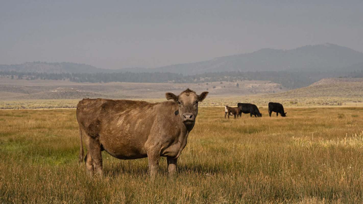 A brown cow stands in a field with other cows grazing in the background and mountains in the distance.