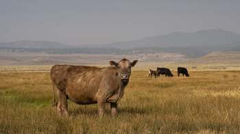 A brown cow stands in a field with other cows grazing in the background and mountains in the distance.