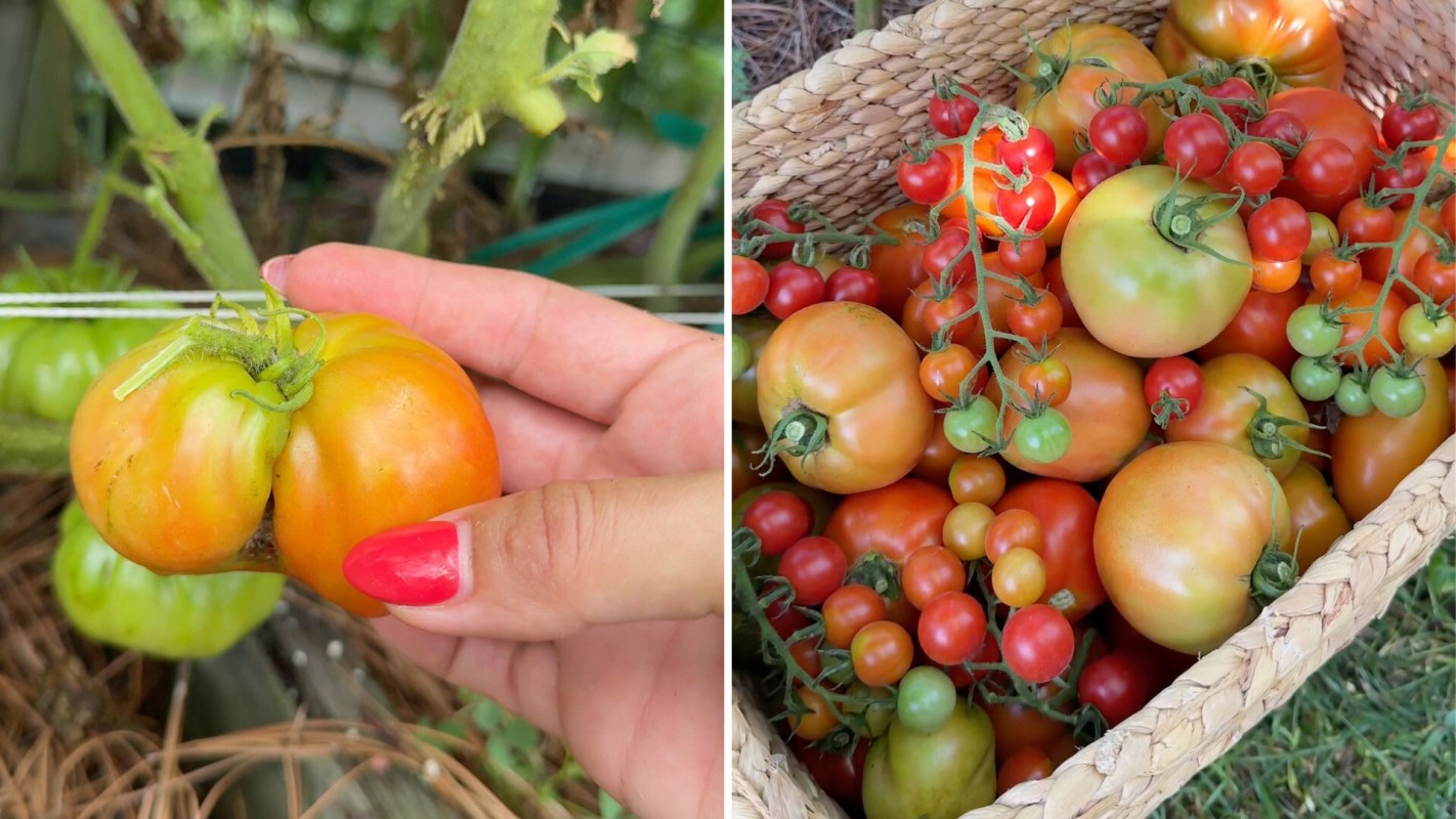 A hand holds a large, two-lobed tomato beside a basket filled with various ripe and unripe tomatoes.