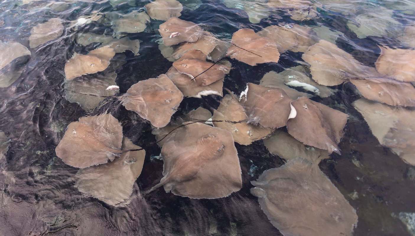A group of rays swimming in clear water.