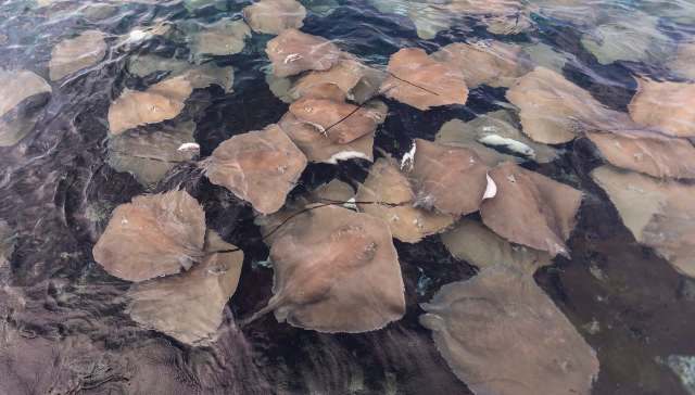 A group of rays swimming in clear water.