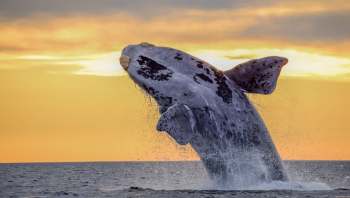 A whale jumps out of water.