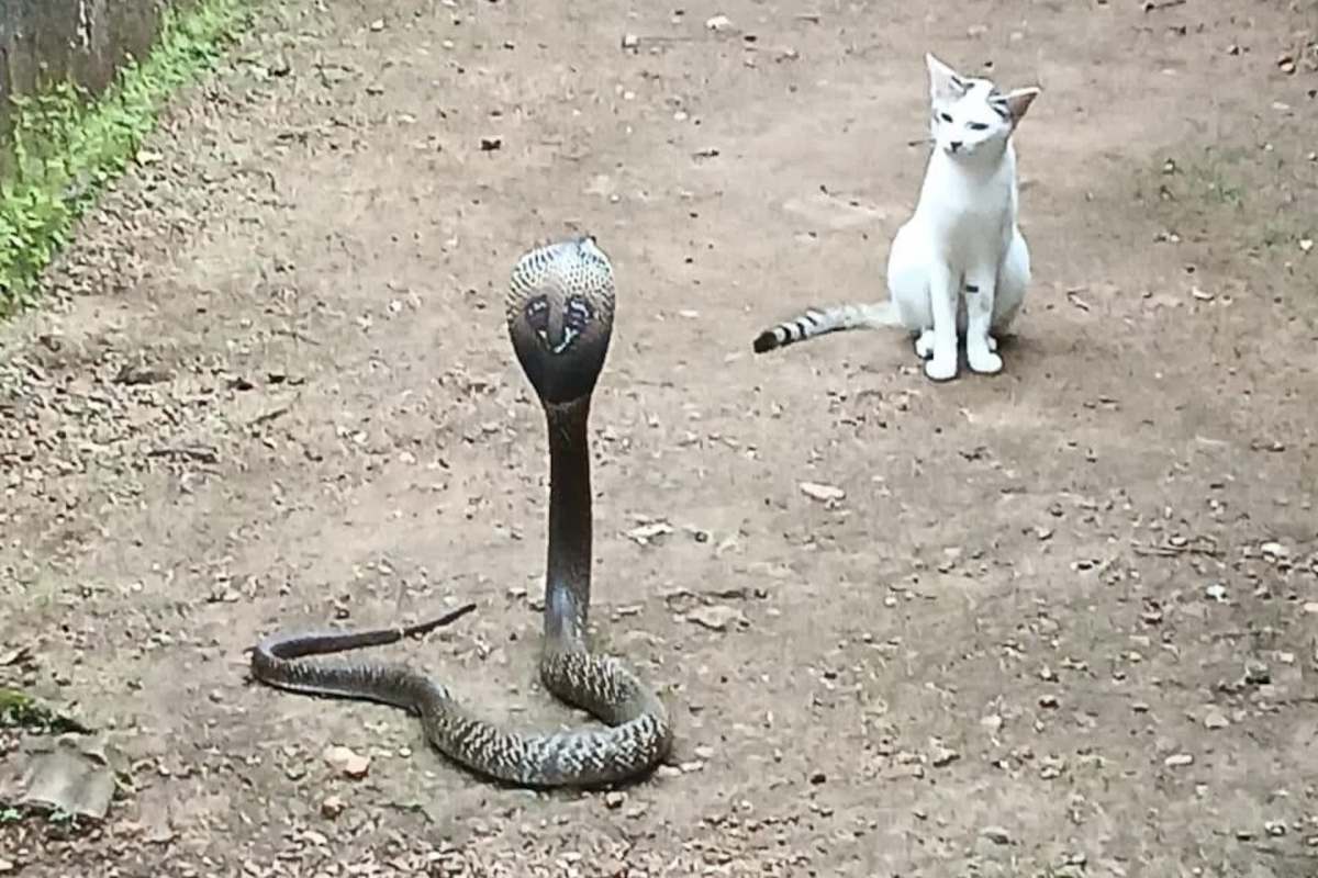 A cobra stands on a dirt path near a sitting cat.