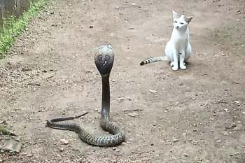 A cobra stands on a dirt path near a sitting cat.