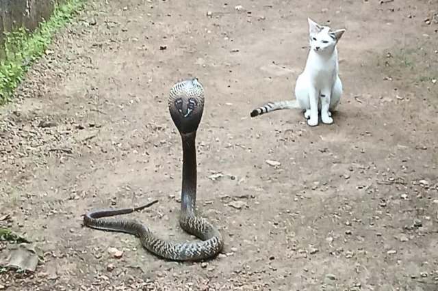 A cobra on a dirt path near a cat.