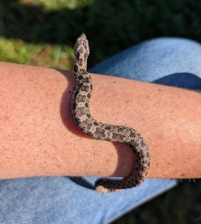 A hognose snake.