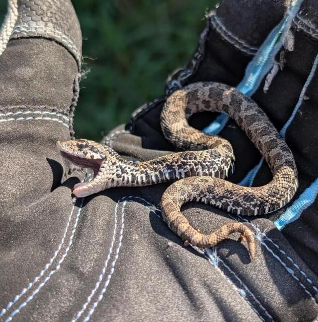 A hognose snake.