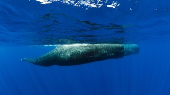 A sperm whale.
