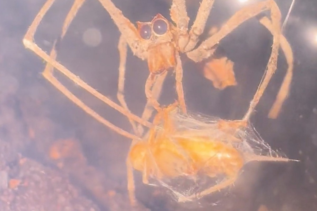 A spider holds a captured insect surrounded by a dark, textured background.