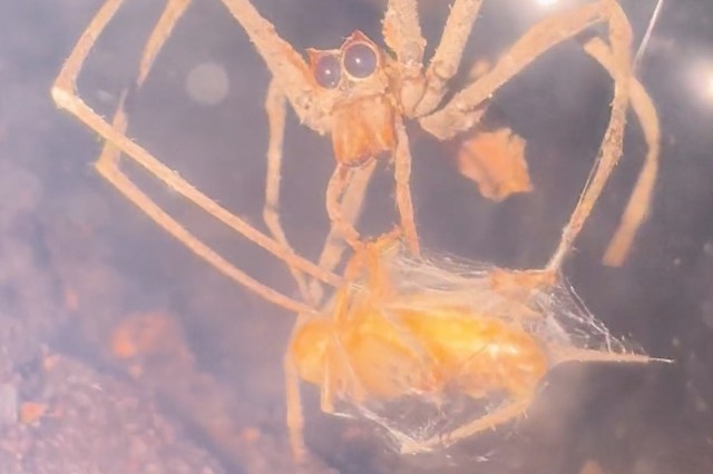 A spider holds a captured insect surrounded by a dark, textured background.