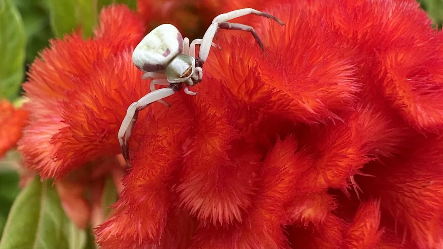 A white spider on a vibrant red flower with textured petals.