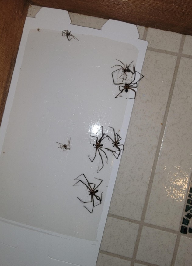 Brown recluse spiders caught in a trap.