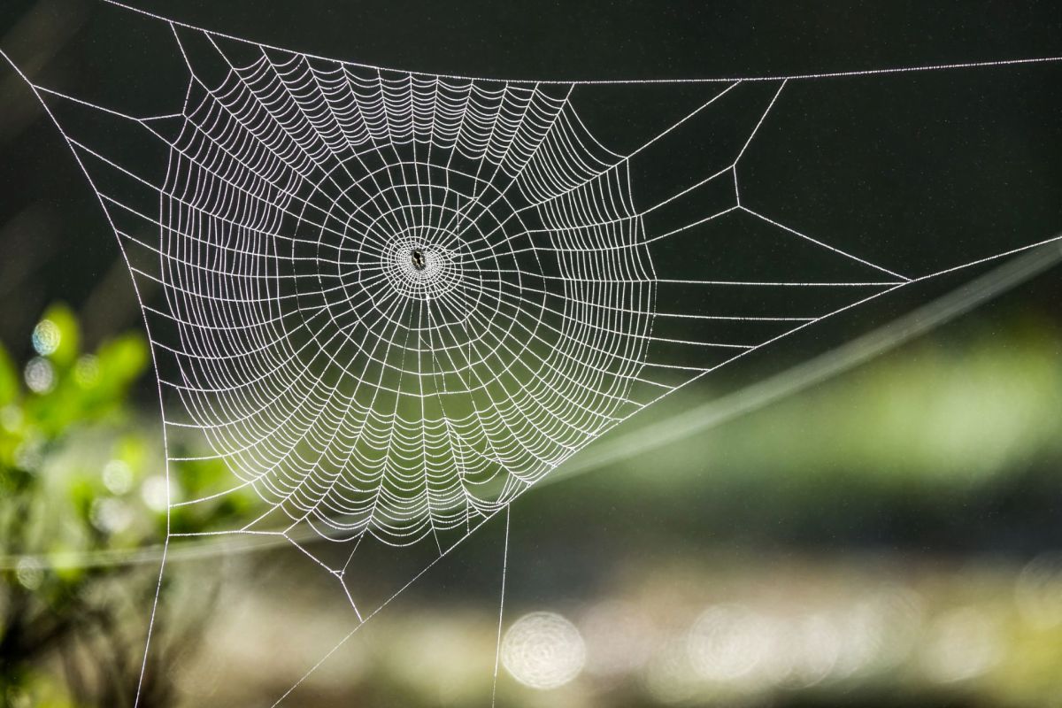 A spiderweb.