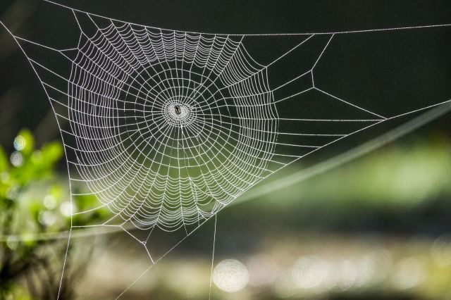 A spiderweb.