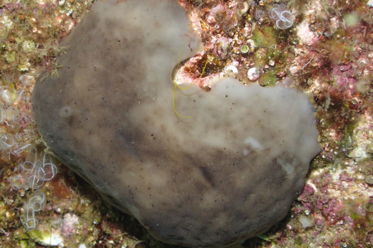 The Chondrosia reniformis sponge.