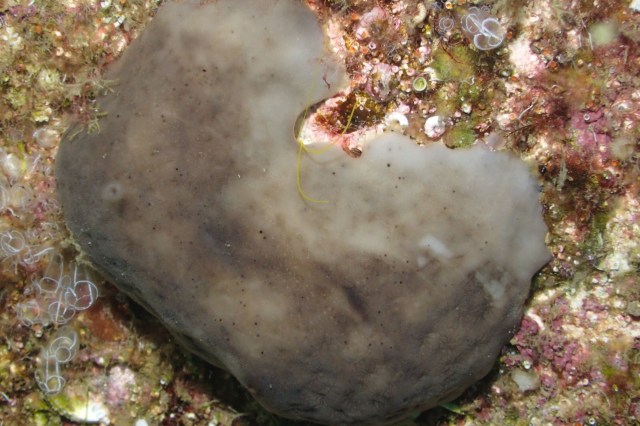 The Chondrosia reniformis sponge.