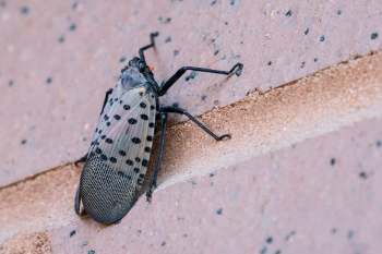 A spotted lanternfly.