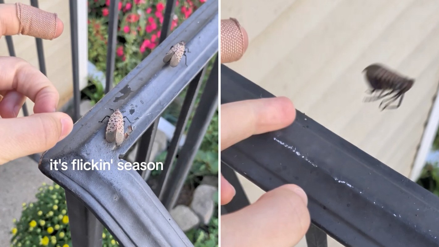 A hand flicks a spotted insect off a metal railing, with flowers in the background.
