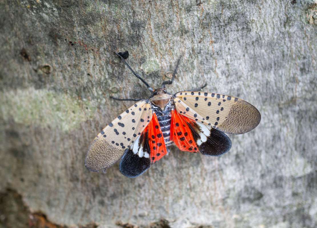A spotted lanternfly on a textured tree bark.