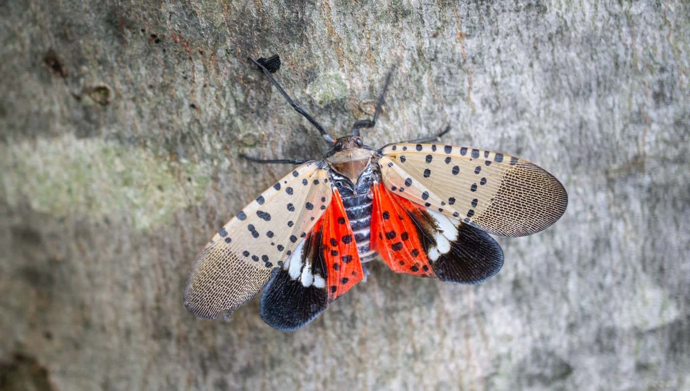 A spotted lanternfly on a tree trunk.