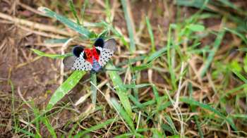 A butterfly with red, black, and white patterns resting on green grass.
