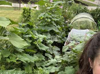 A lush garden featuring a variety of green leaves, plants, and protective coverings for seedlings.
