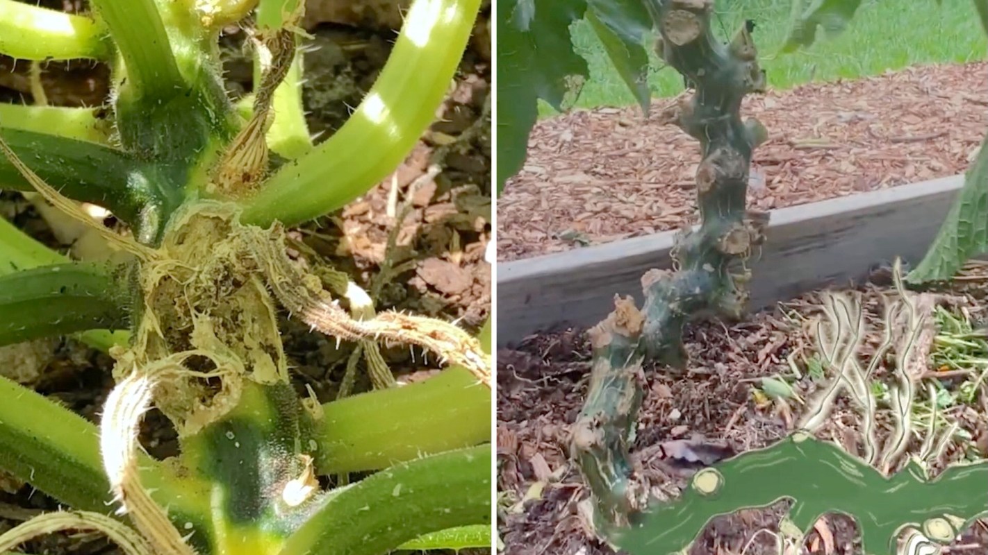 Close-up of two damaged squash plants showing exposed sections of stems and nearby mulch.