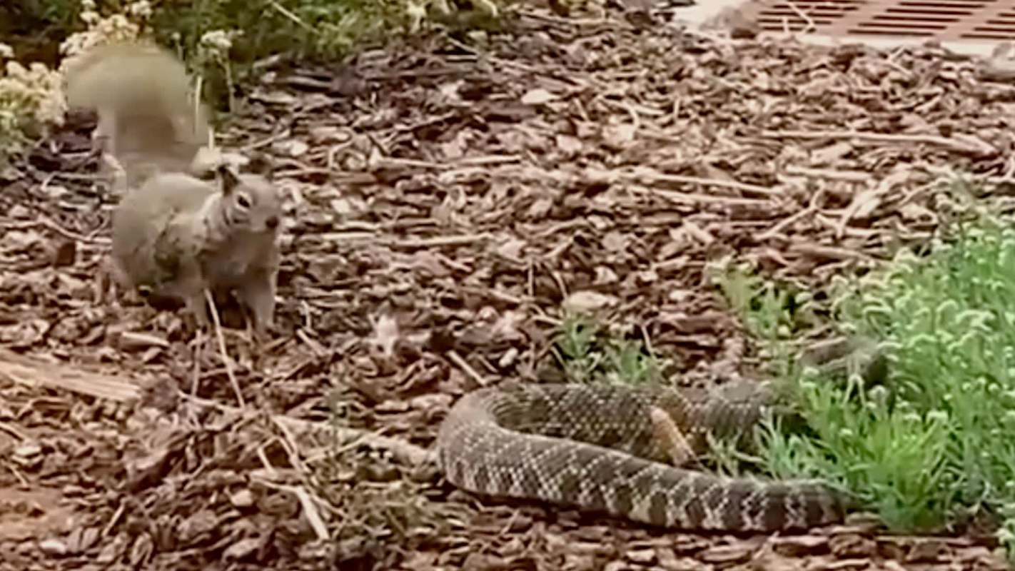 A squirrel stands near a snake on the ground surrounded by mulch and small plants.